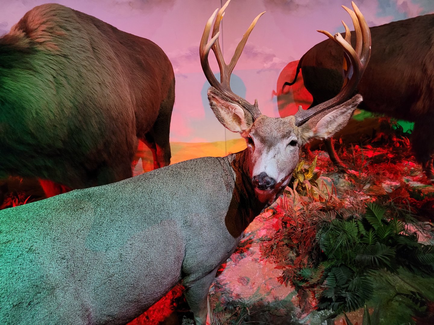 Mule deer taxidermy -Parc Animalier des Pyrénées (2023)