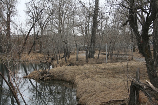 Mule Deer Walk-Through