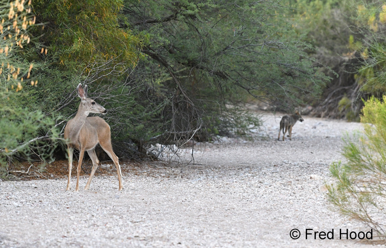 mule deer watching coyote