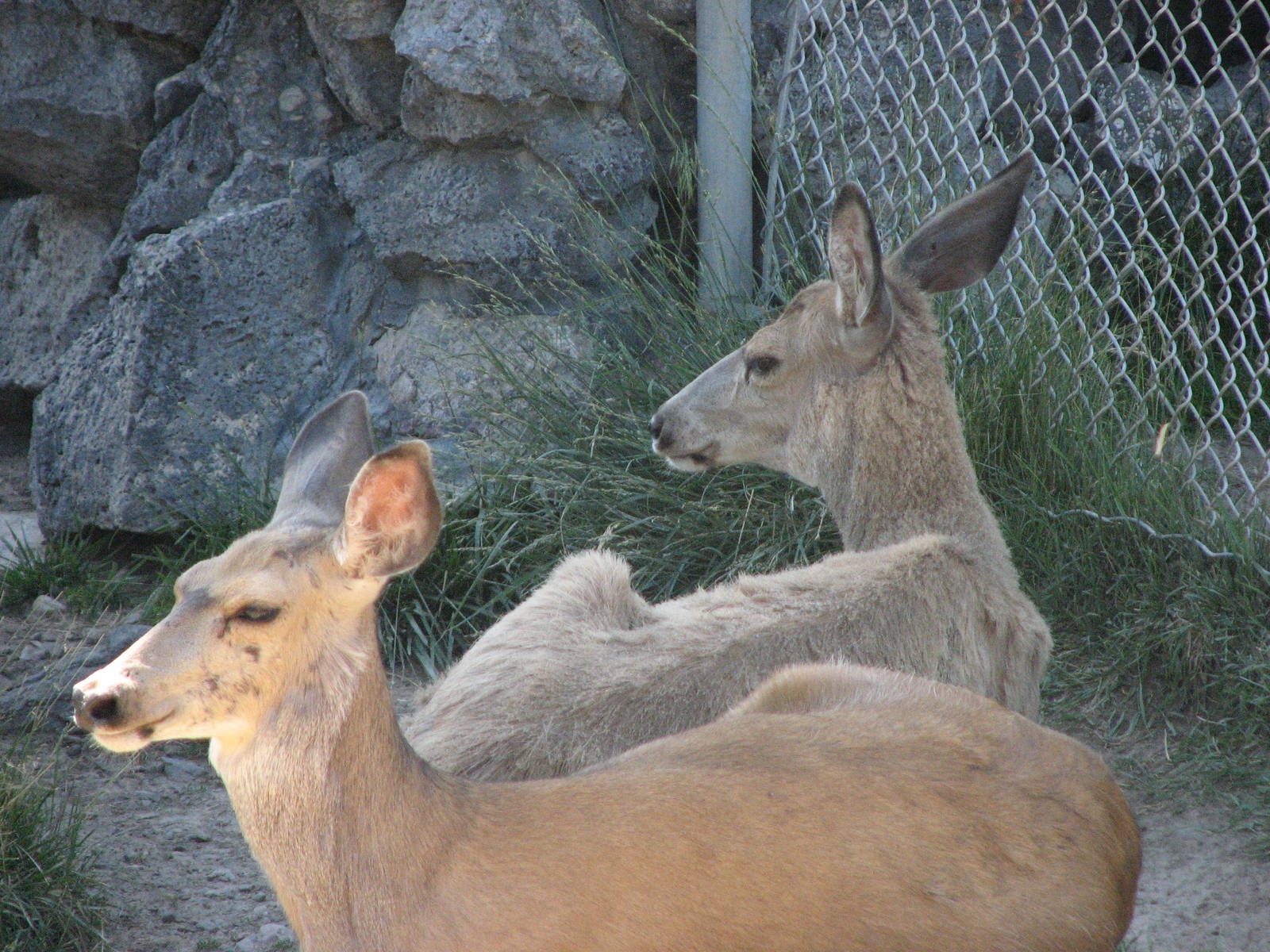 Mule Deer