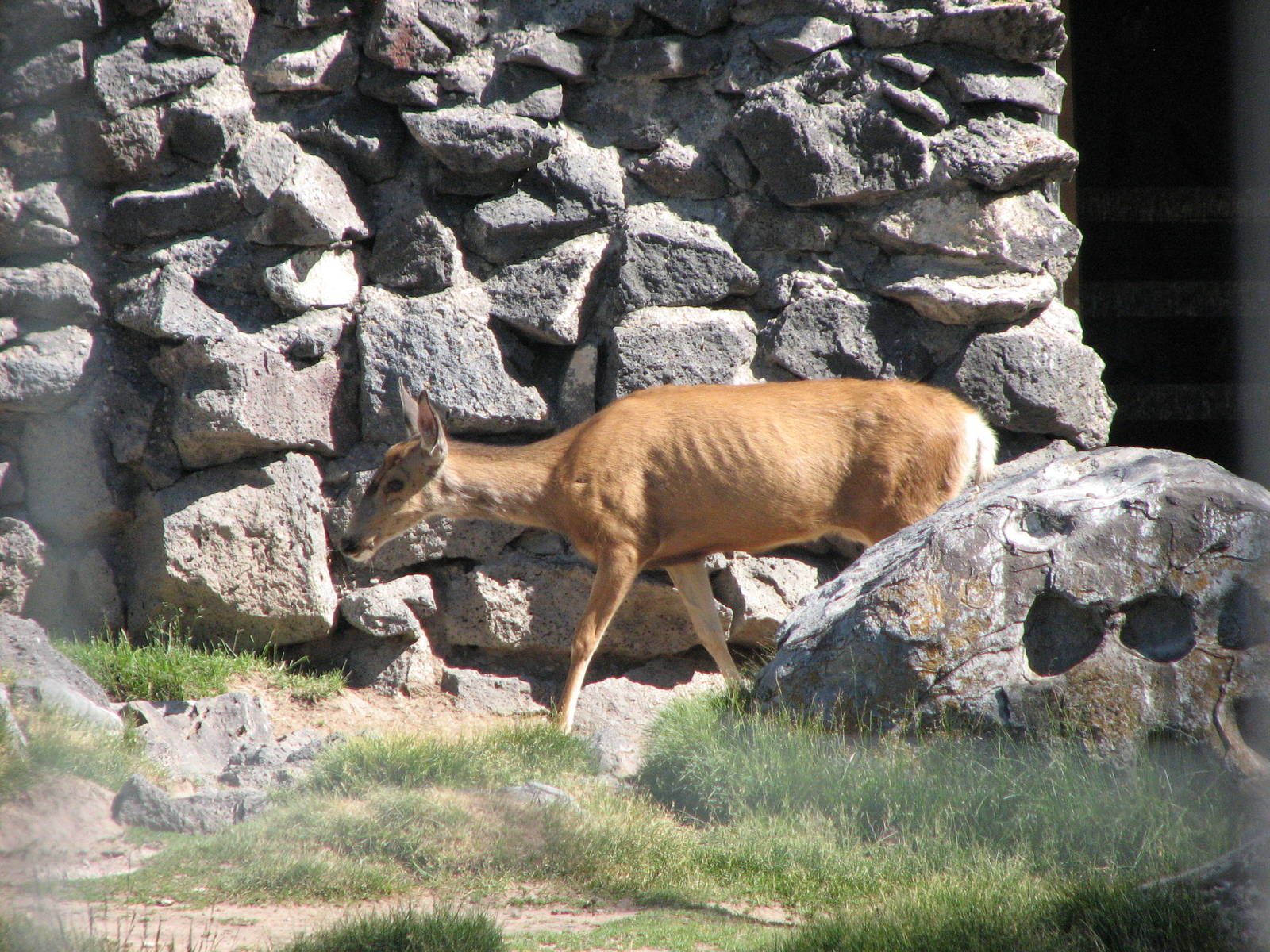 Mule Deer