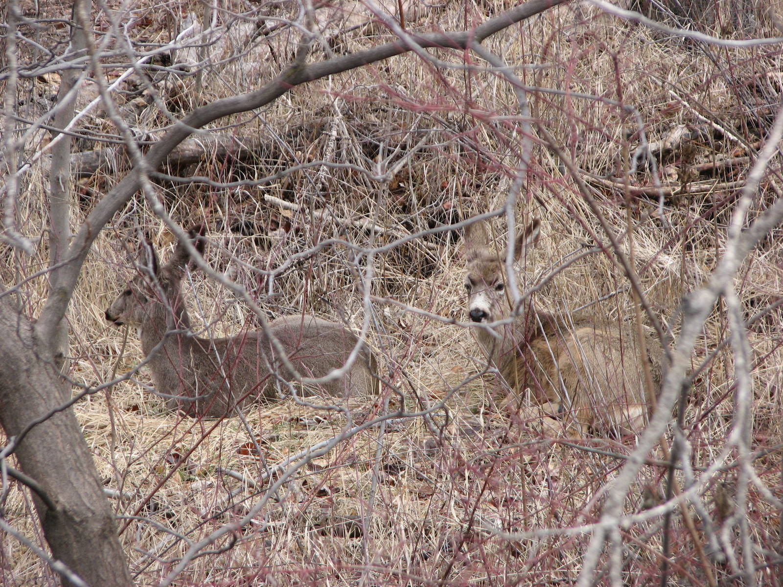 Mule Deer
