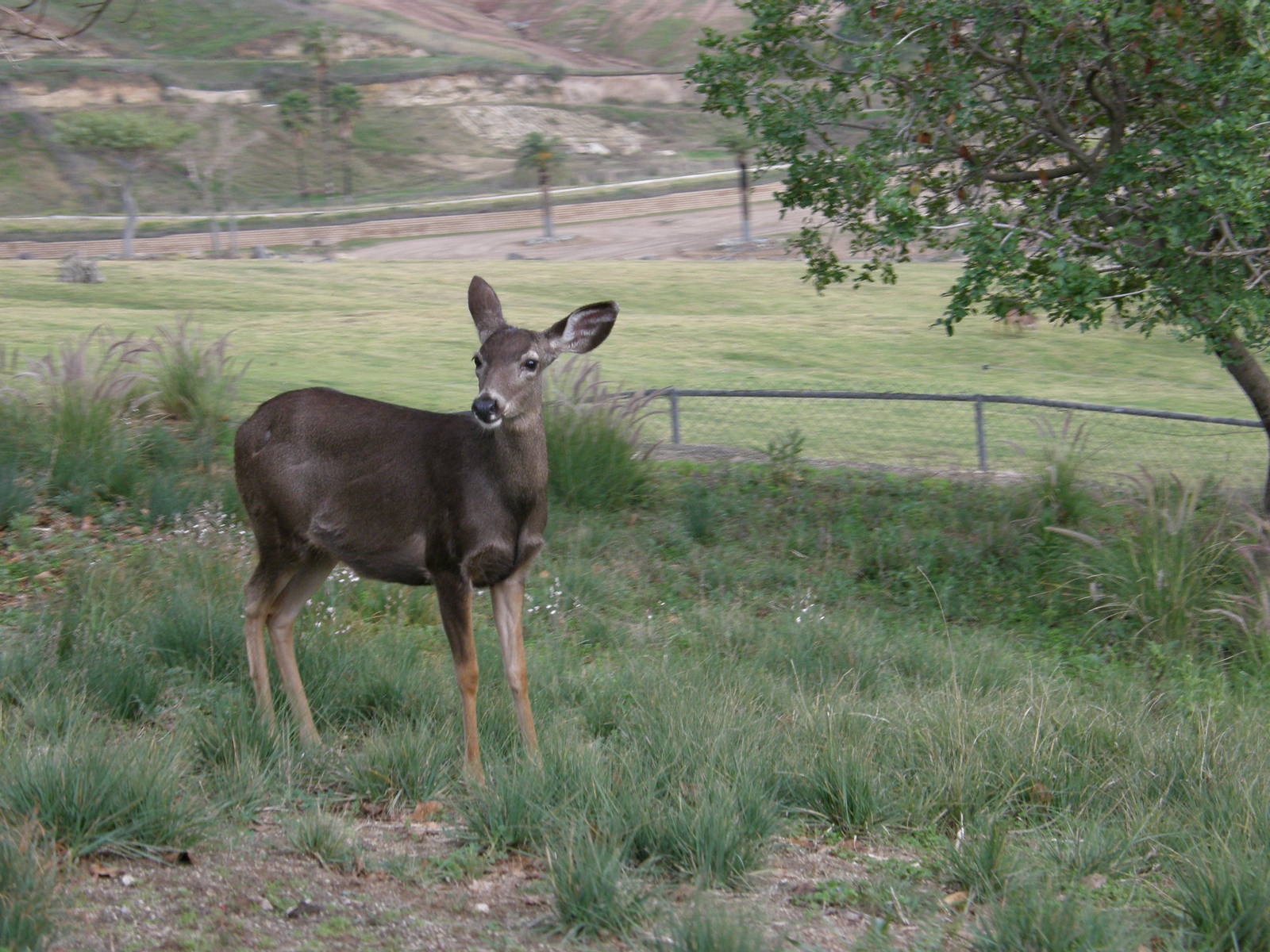 mule deer