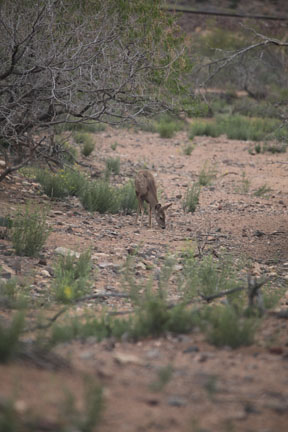 mule deer
