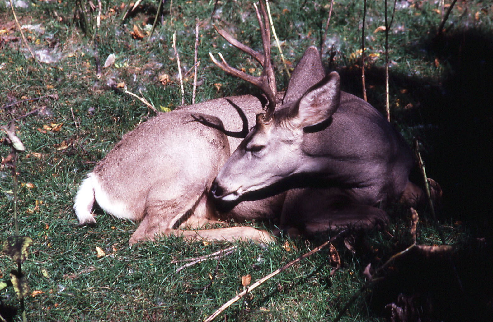 Mule Deer