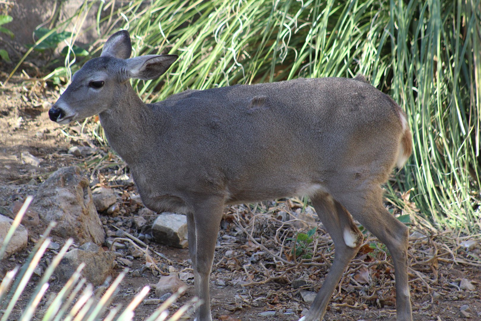 Mule Deer