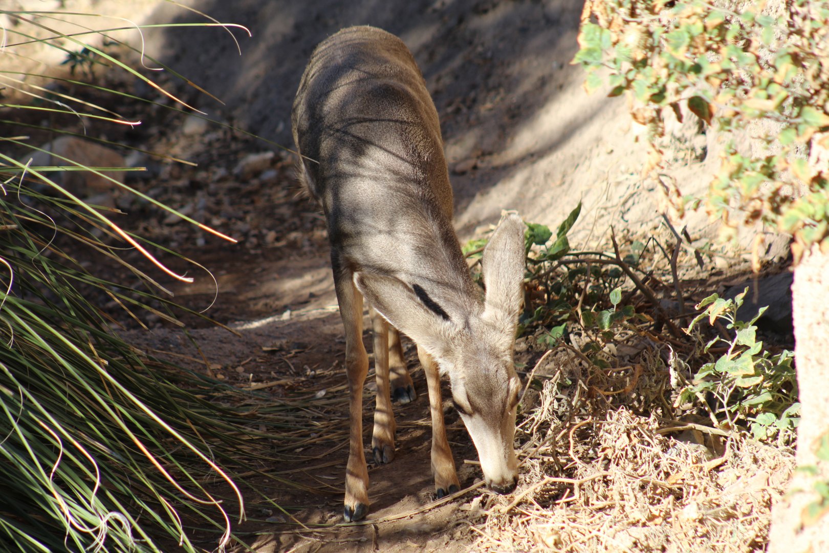 Mule Deer