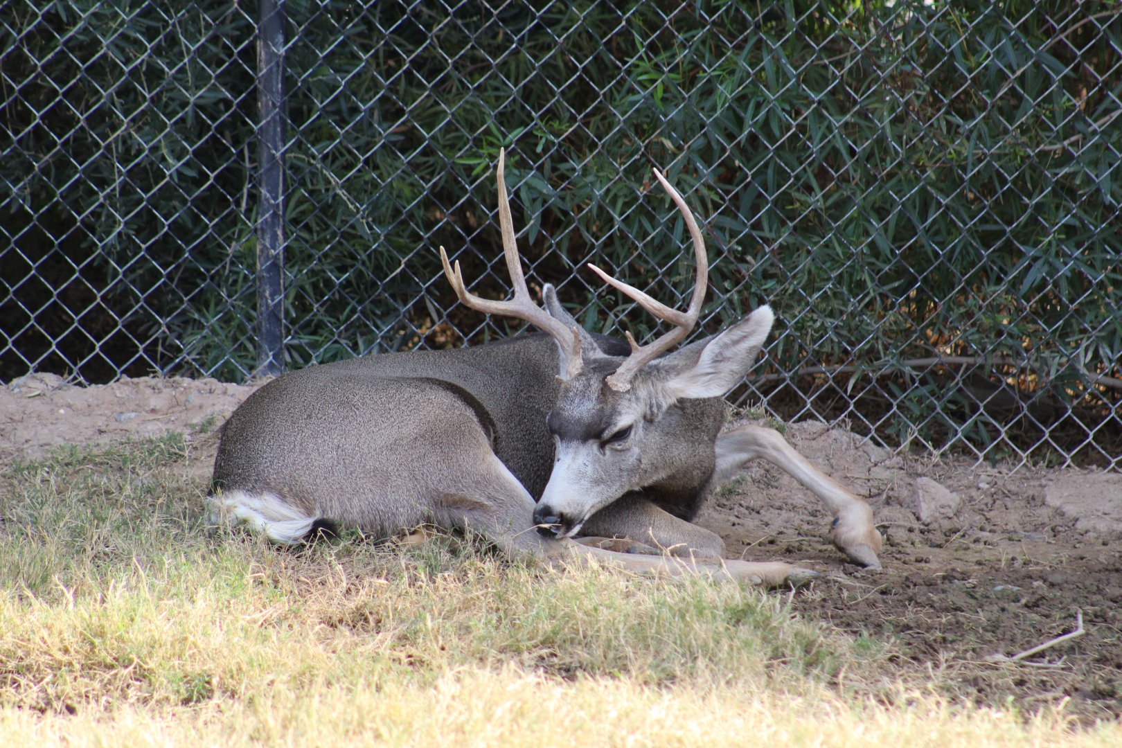 Mule Deer