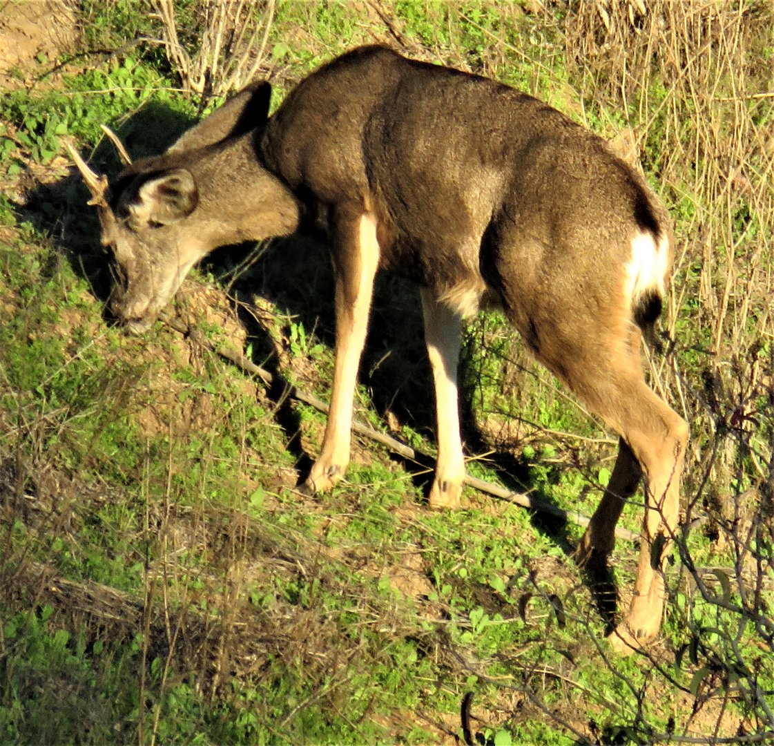 Mule deer