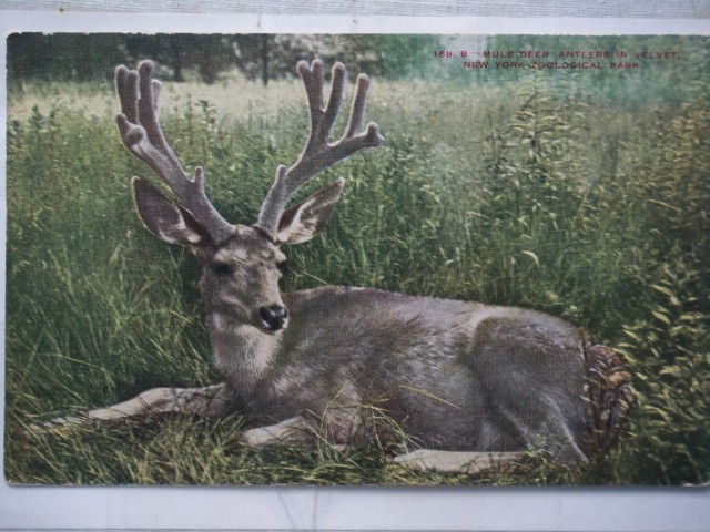 Mule Deer
