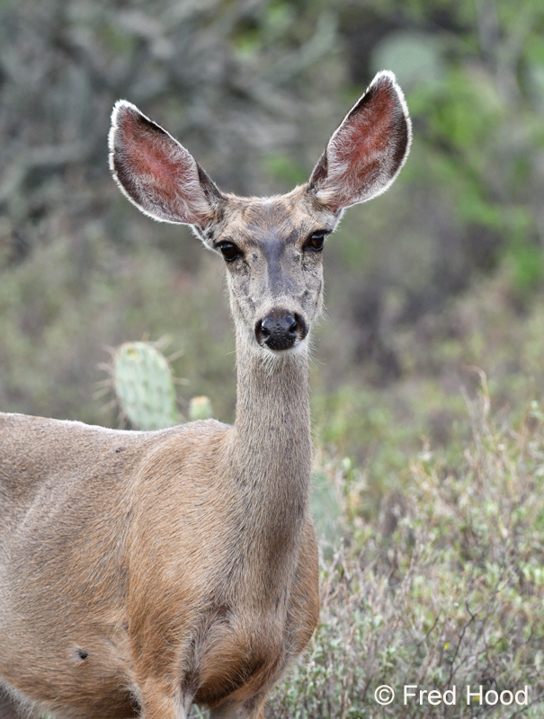 mule deer