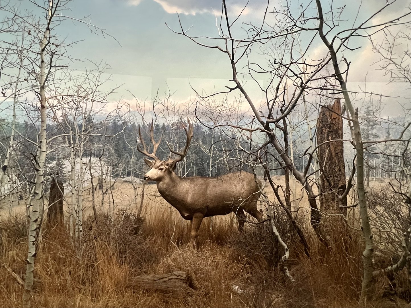 Mule Deer