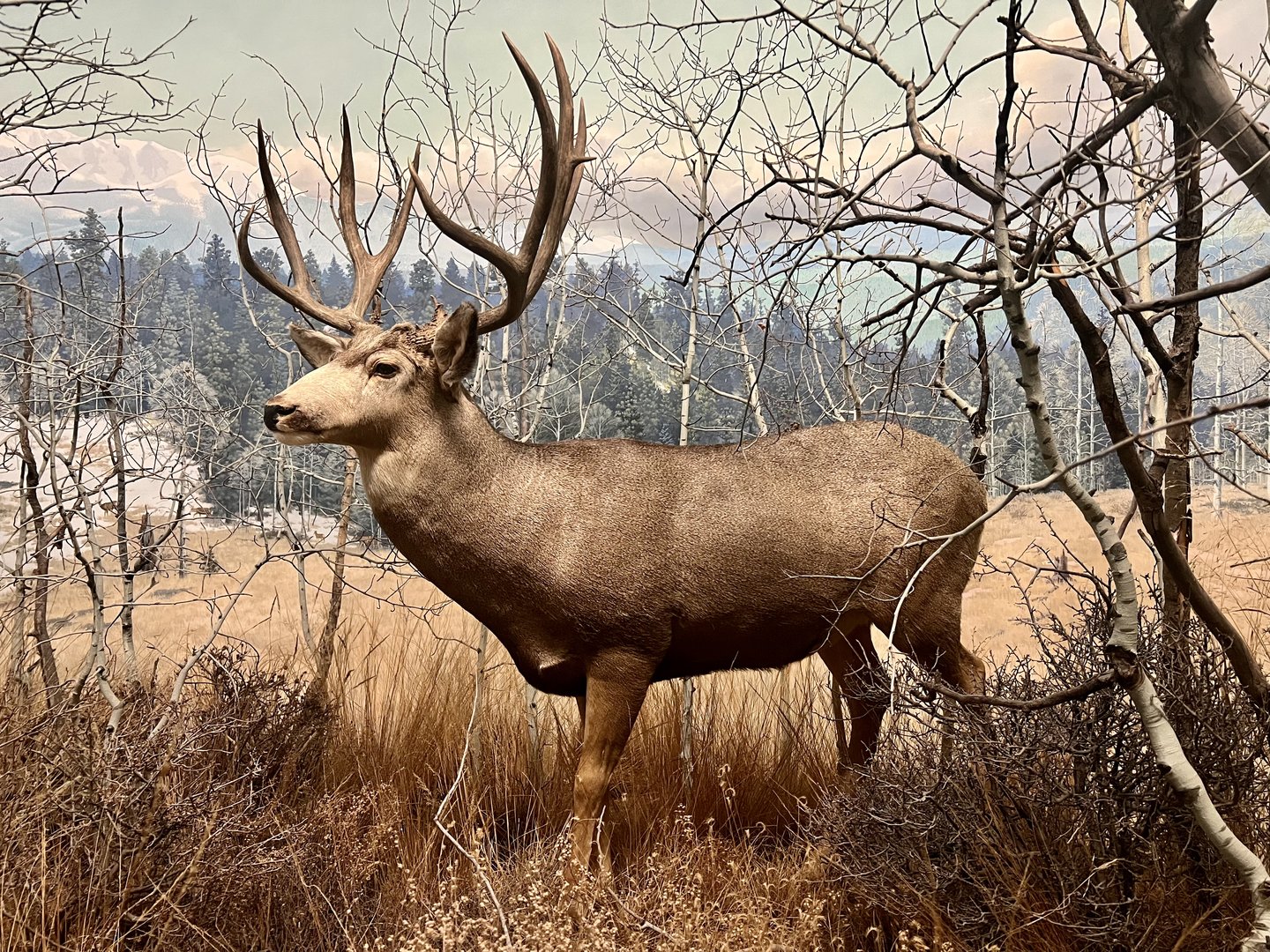 Mule Deer