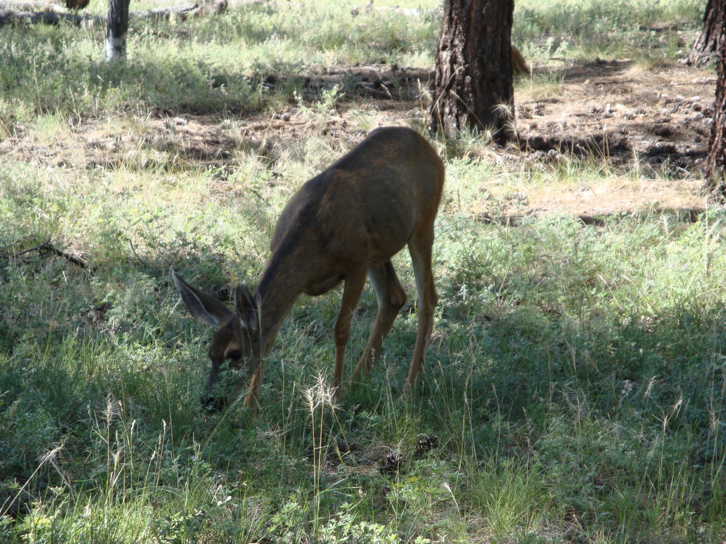 Mule Deer