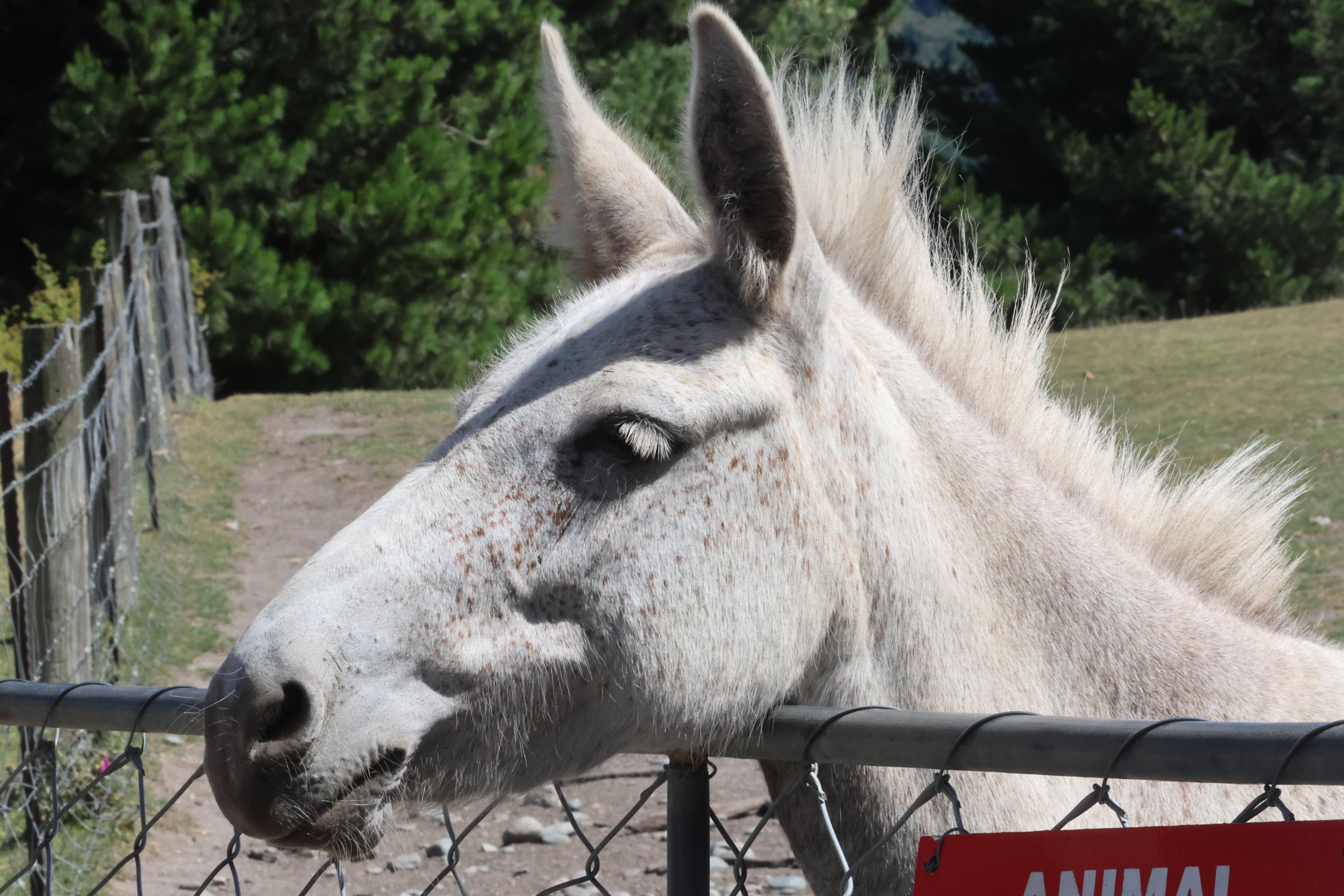 Mule (jack Equus asinus x mare Equus ferus caballus), Deer Park Heights (Queenstown)
