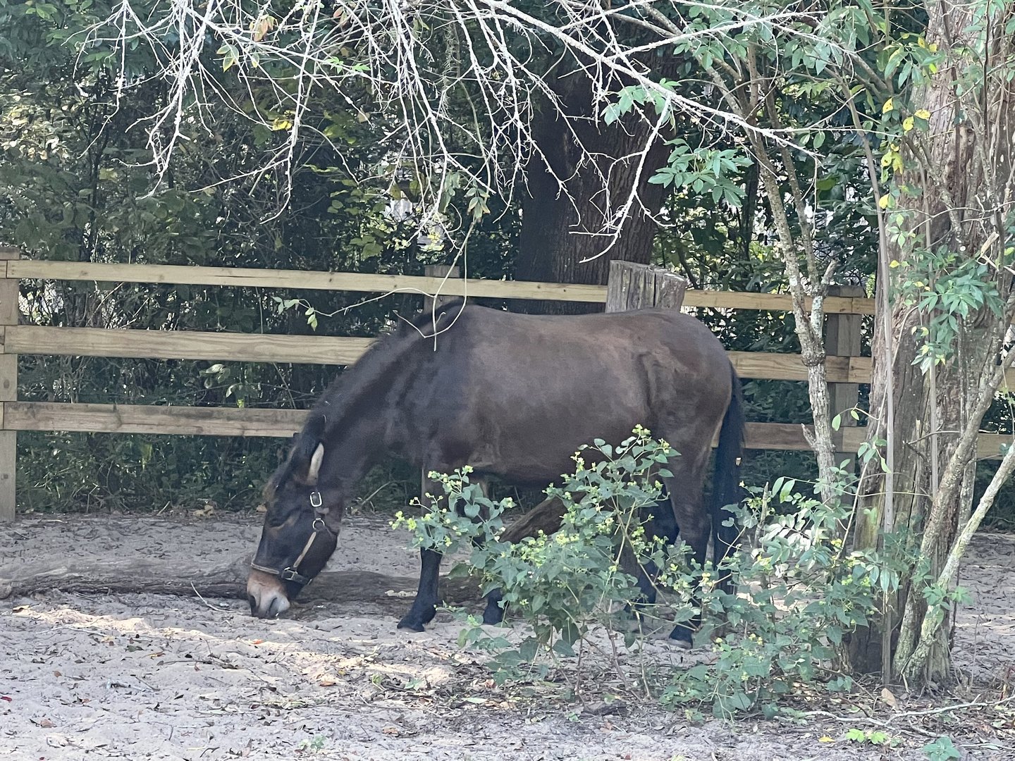Mule on the Farmstead