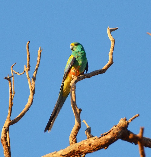 Mulga parrot 1