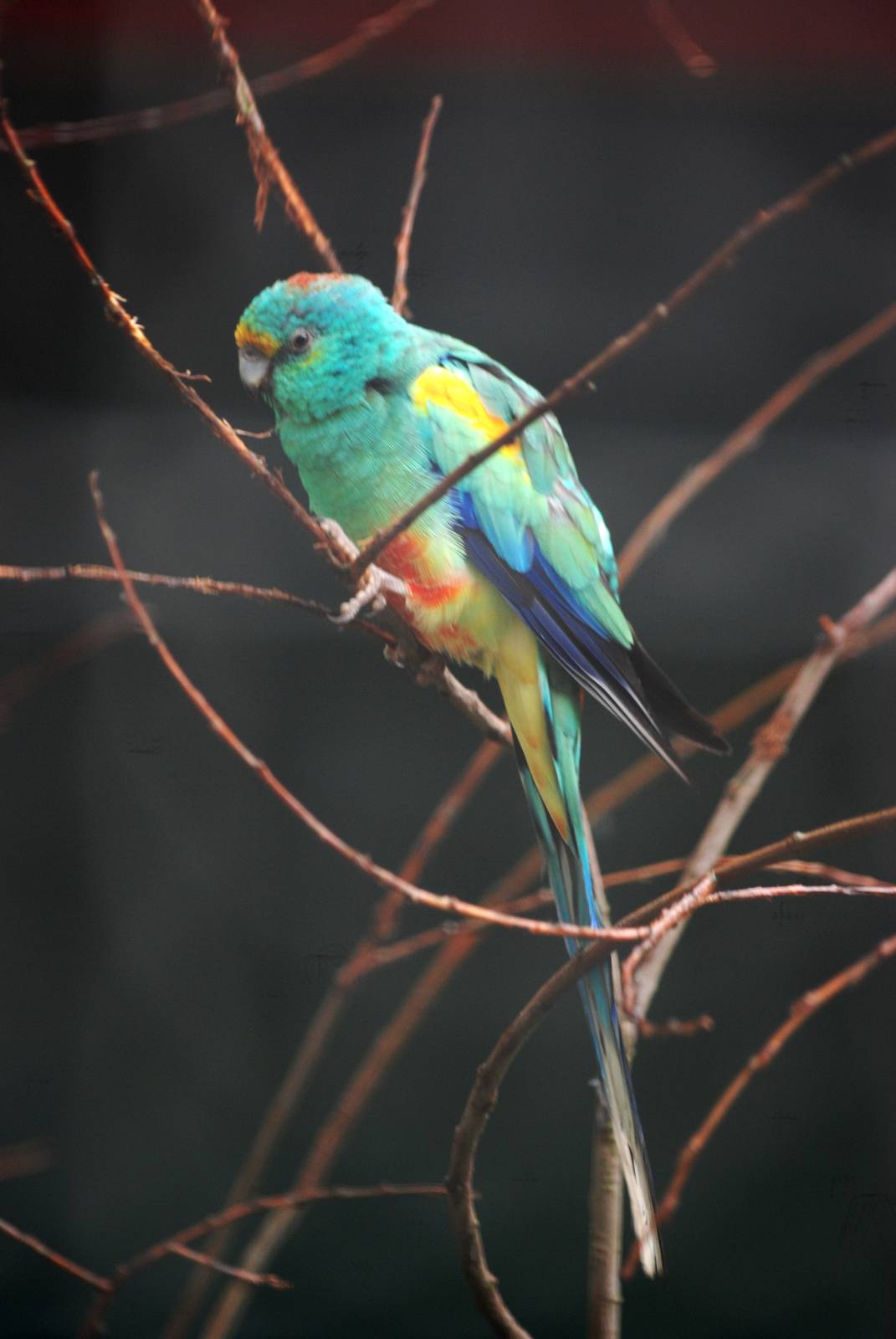 Mulga Parrot at Avifauna, 04/06/12