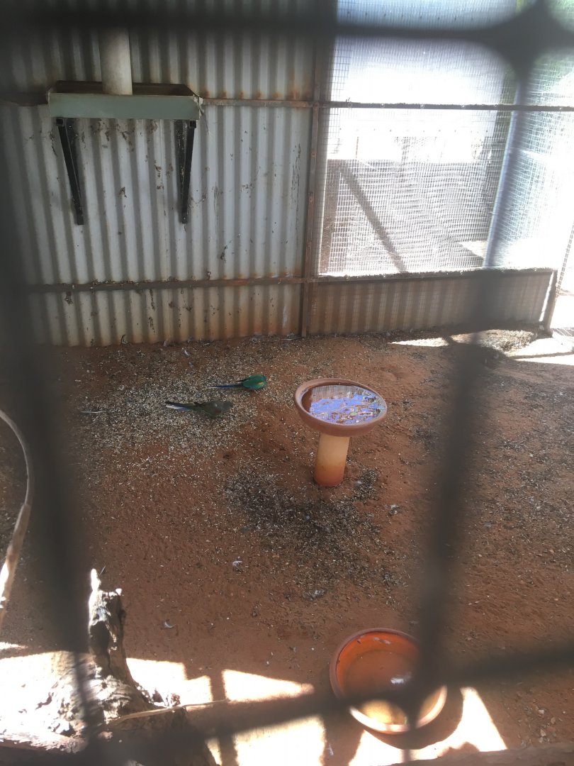 Mulga Parrot enclosure