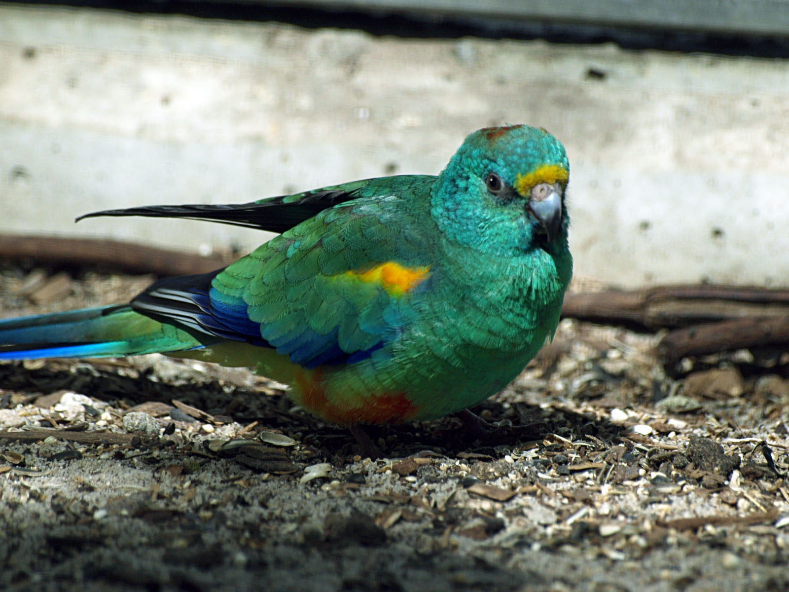 Mulga parrot (male)