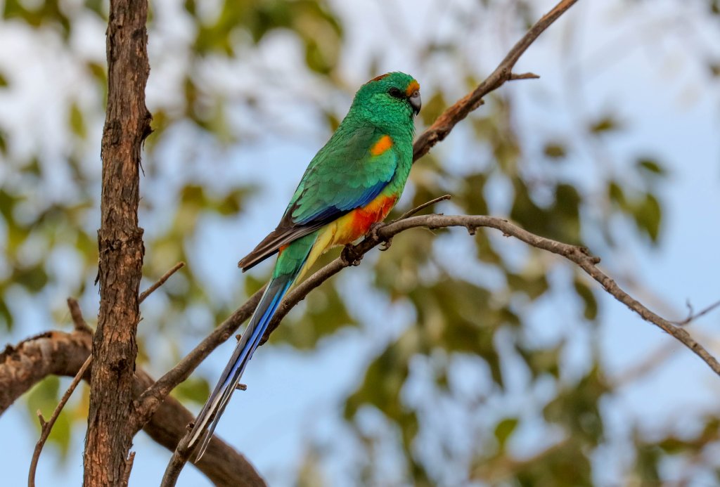 Mulga Parrot male