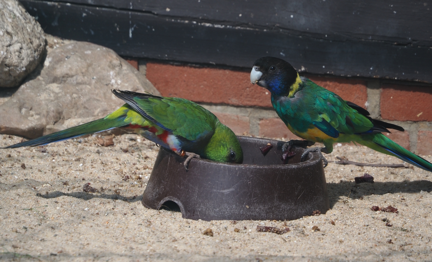 Mulga parrot (Psephotellus varius) and Port Lincoln ringneck (Barnardius zonarius zonarius), 2024-05-24
