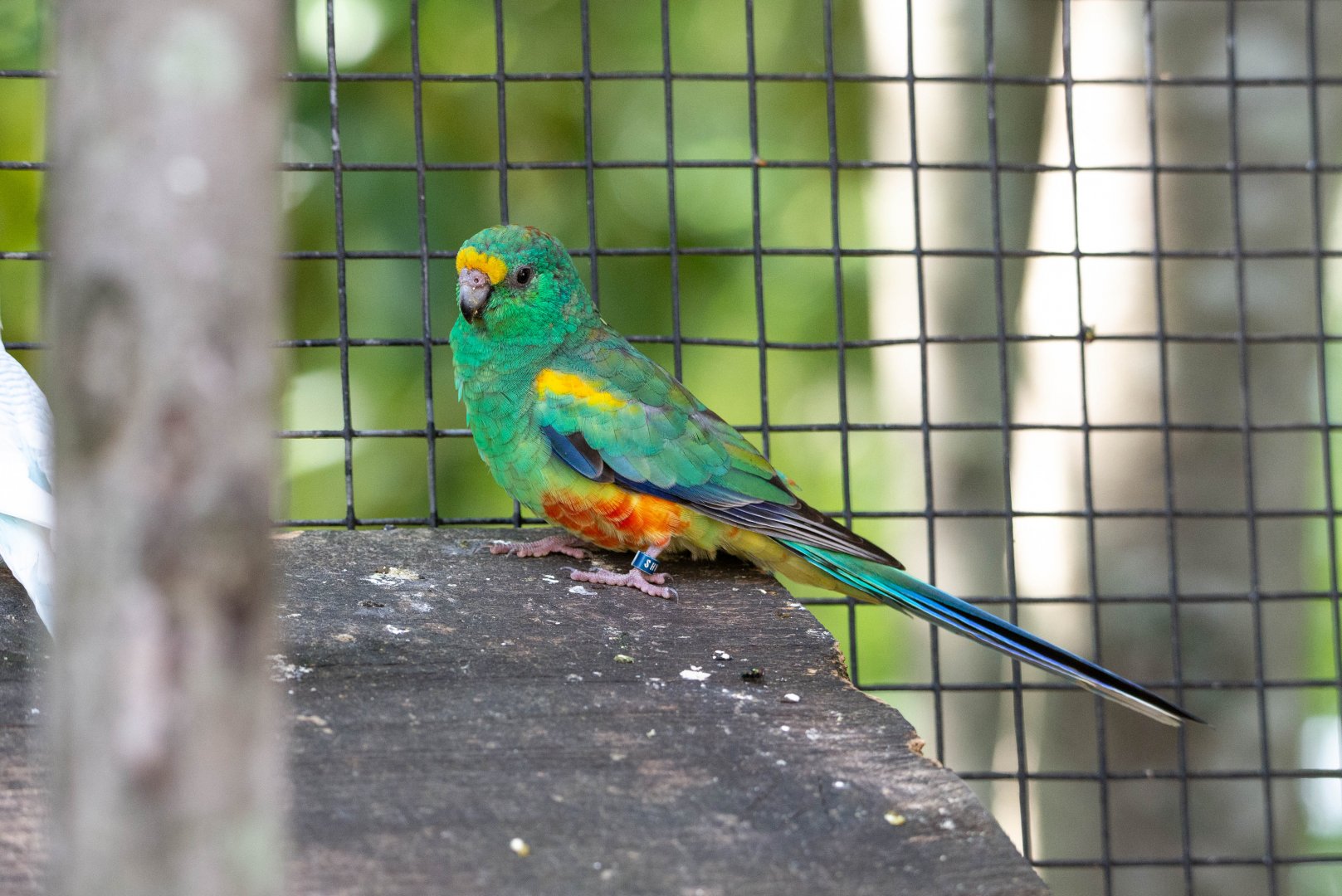 Mulga Parrot- (Psephotus varius)