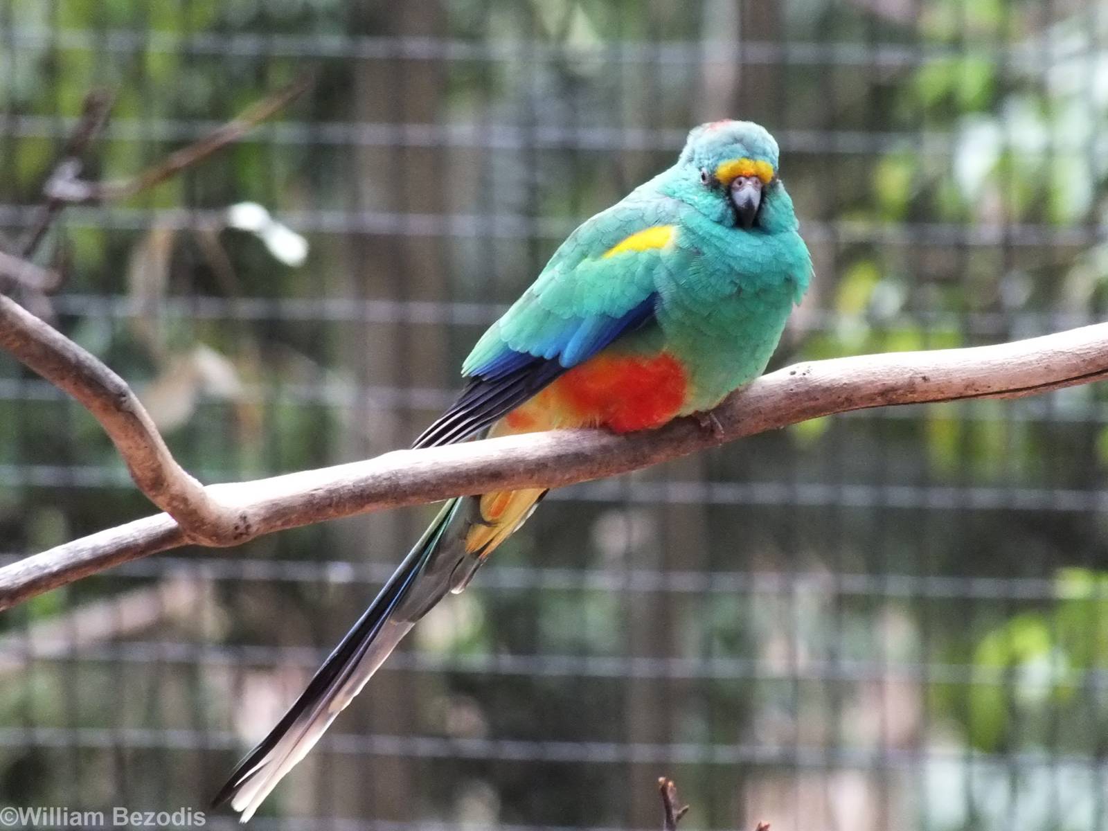 Mulga Parrot
