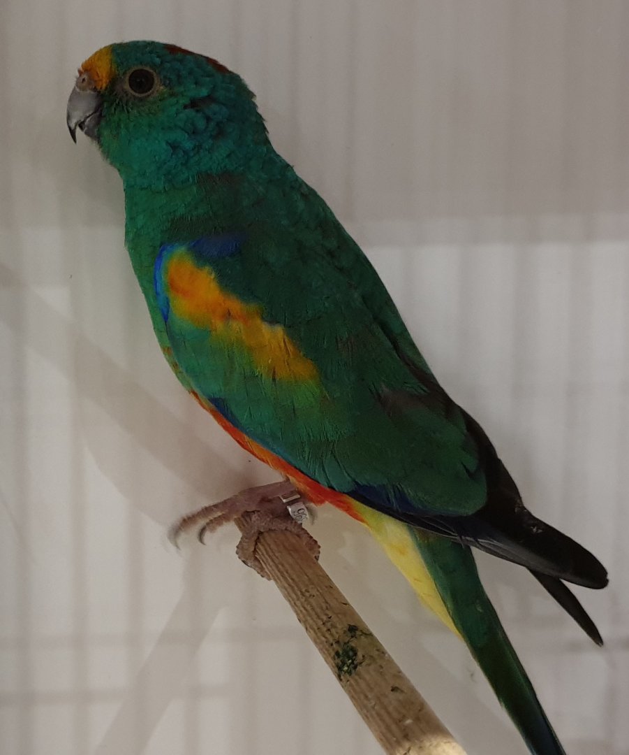 Mulga parrot