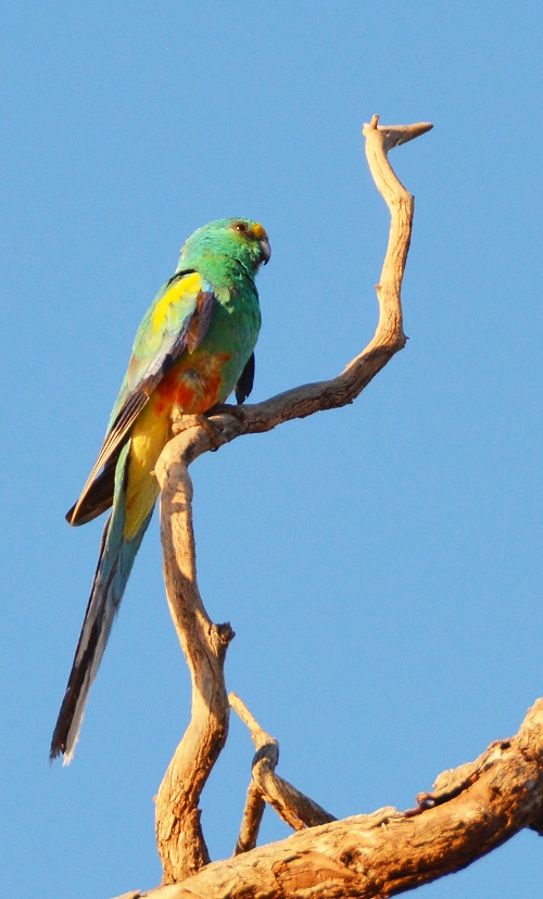Mulga parrot.