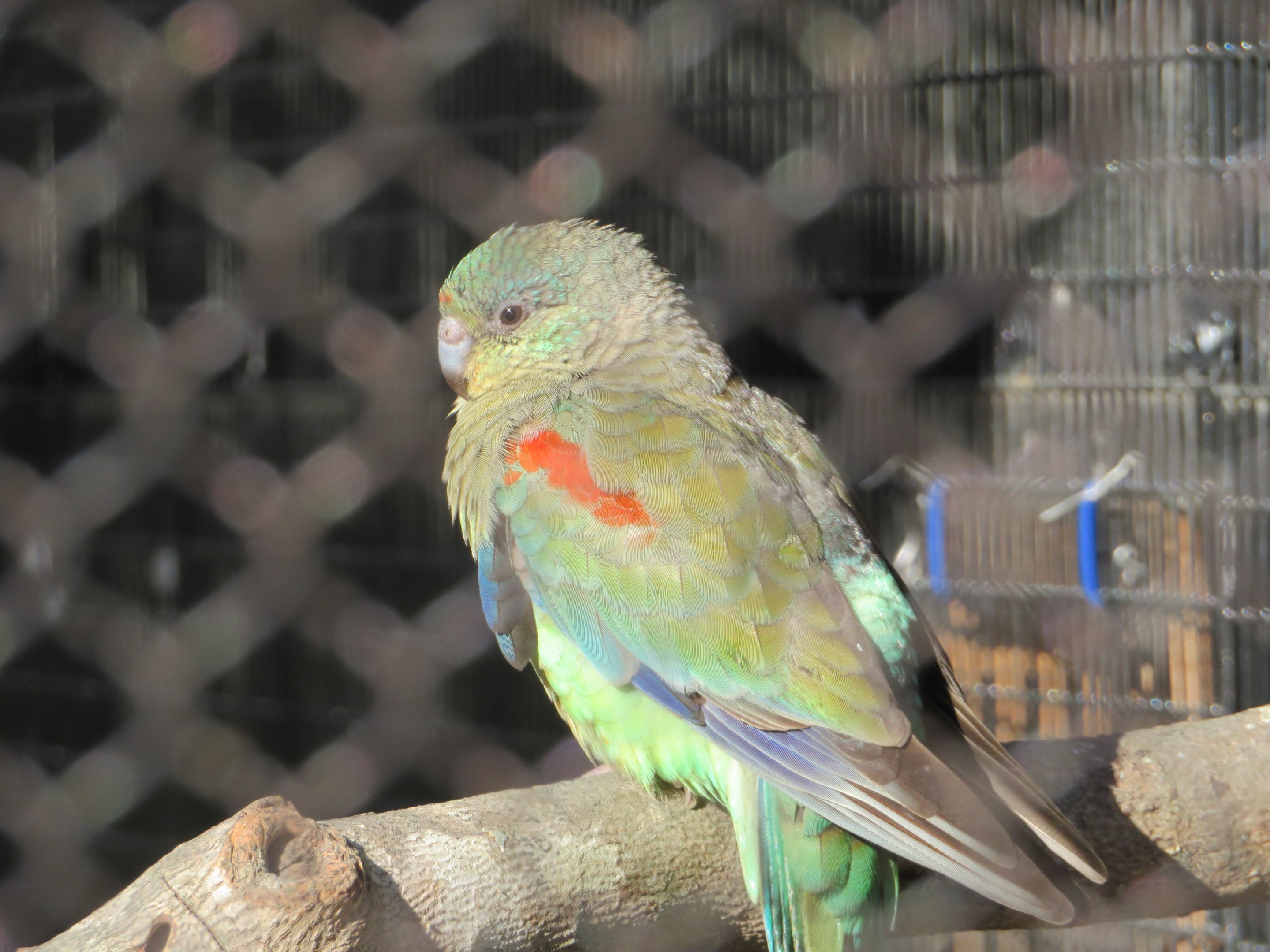 Mulga Parrot
