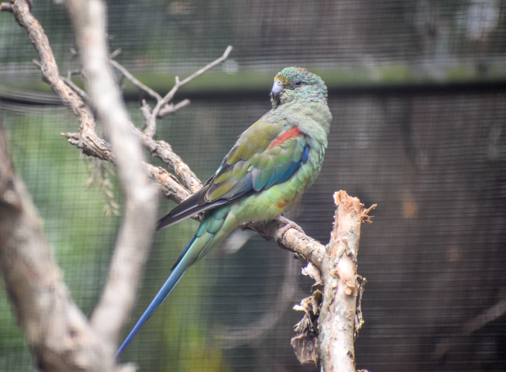 Mulga Parrot
