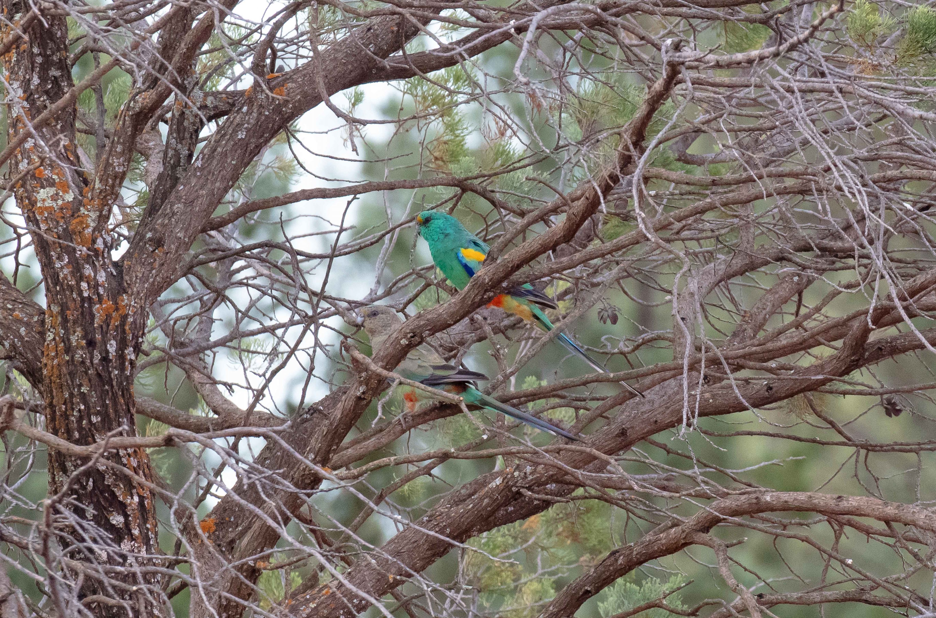Mulga Parrot