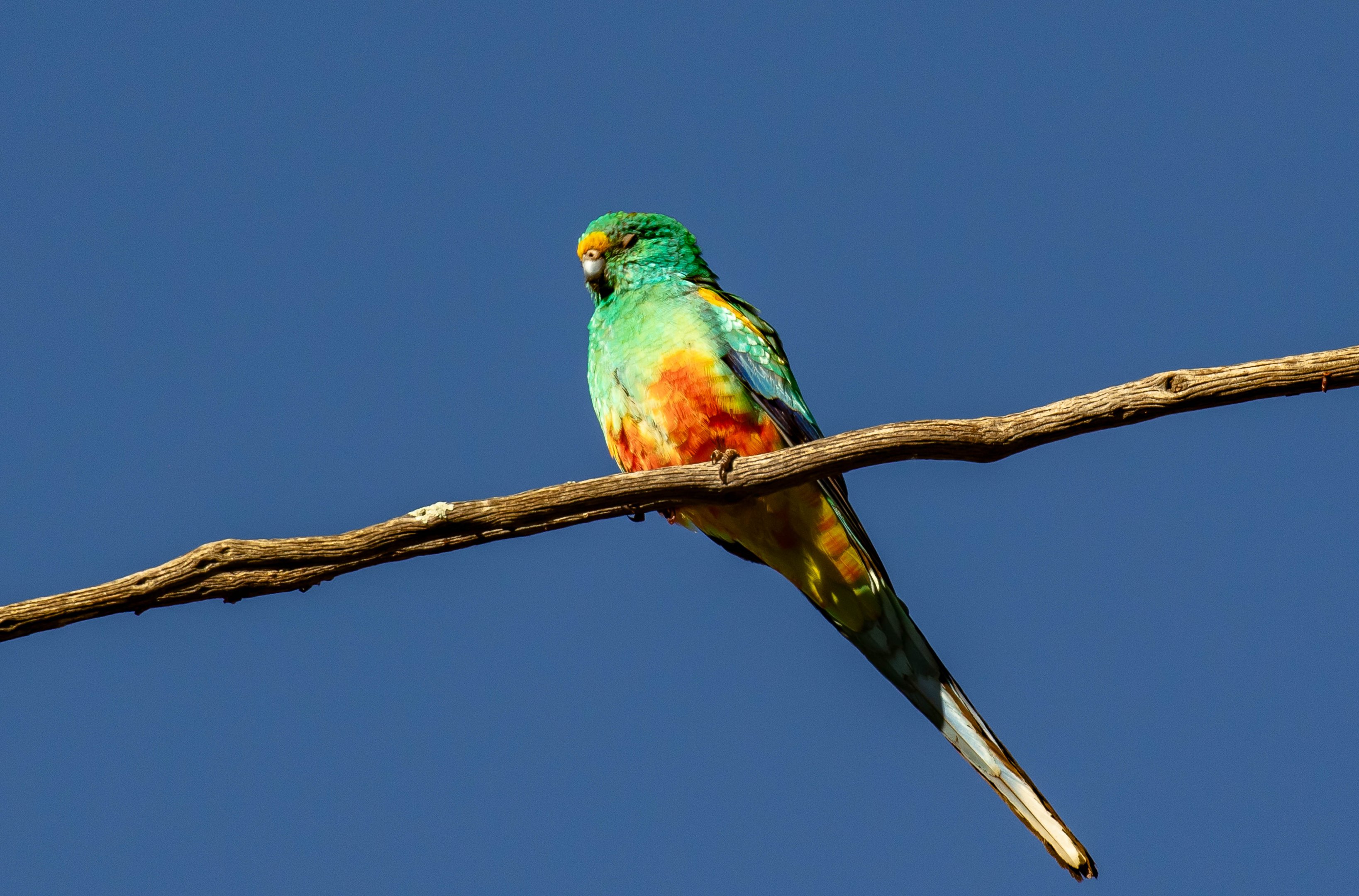Mulga Parrot