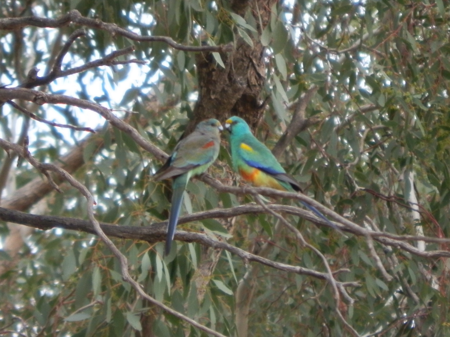 Mulga Parrots