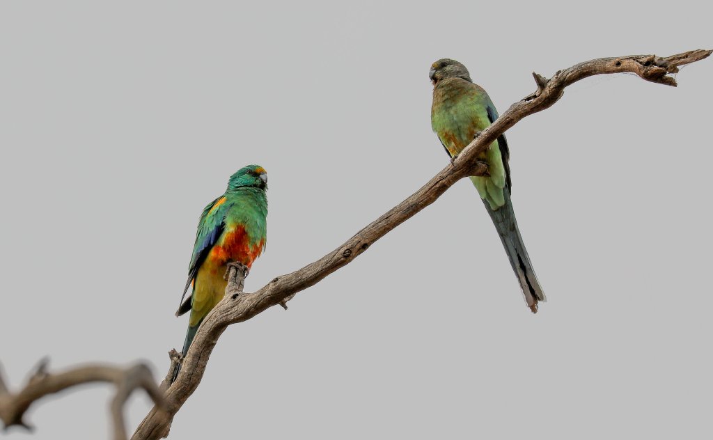 Mulga Parrots