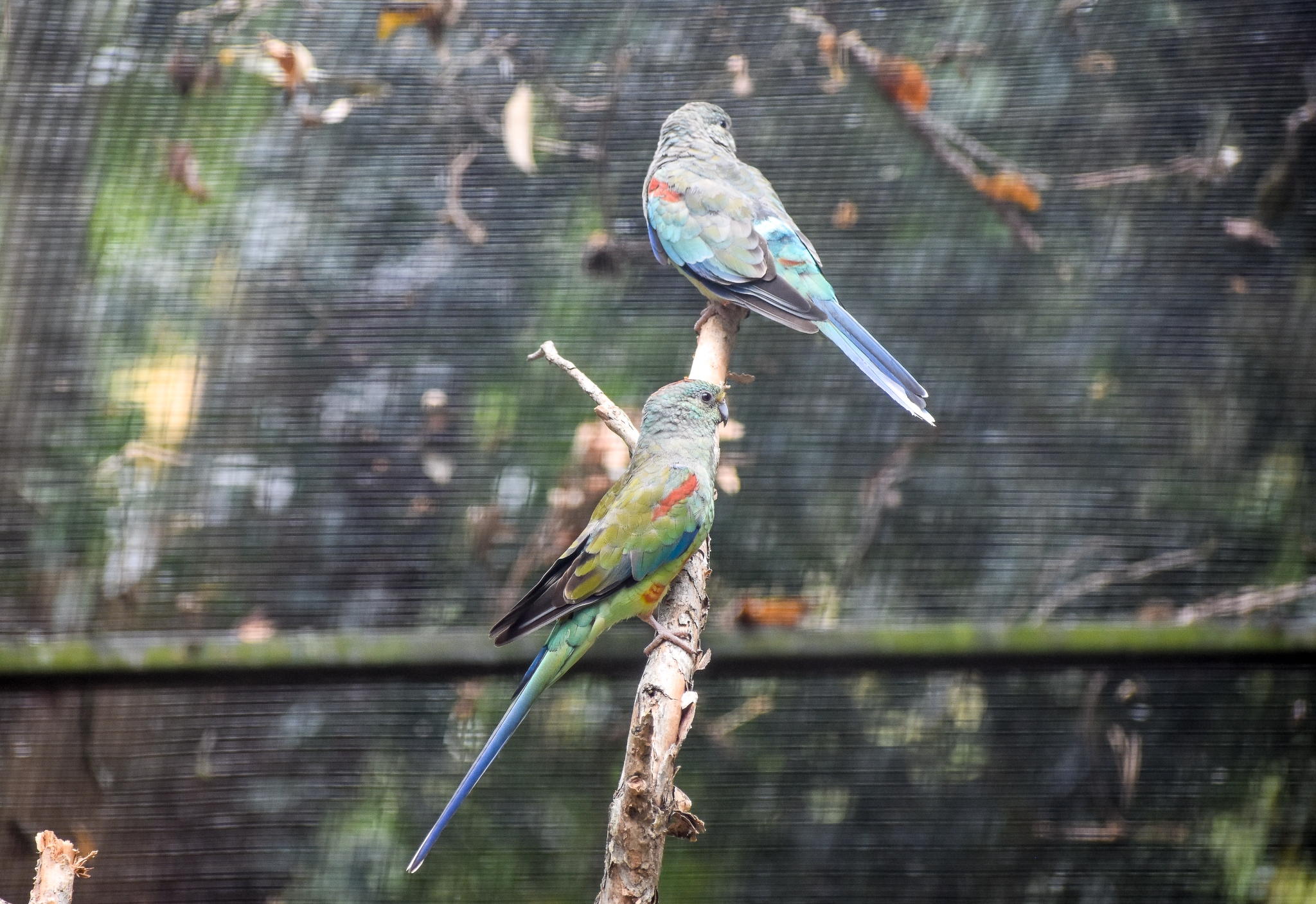 Mulga Parrots