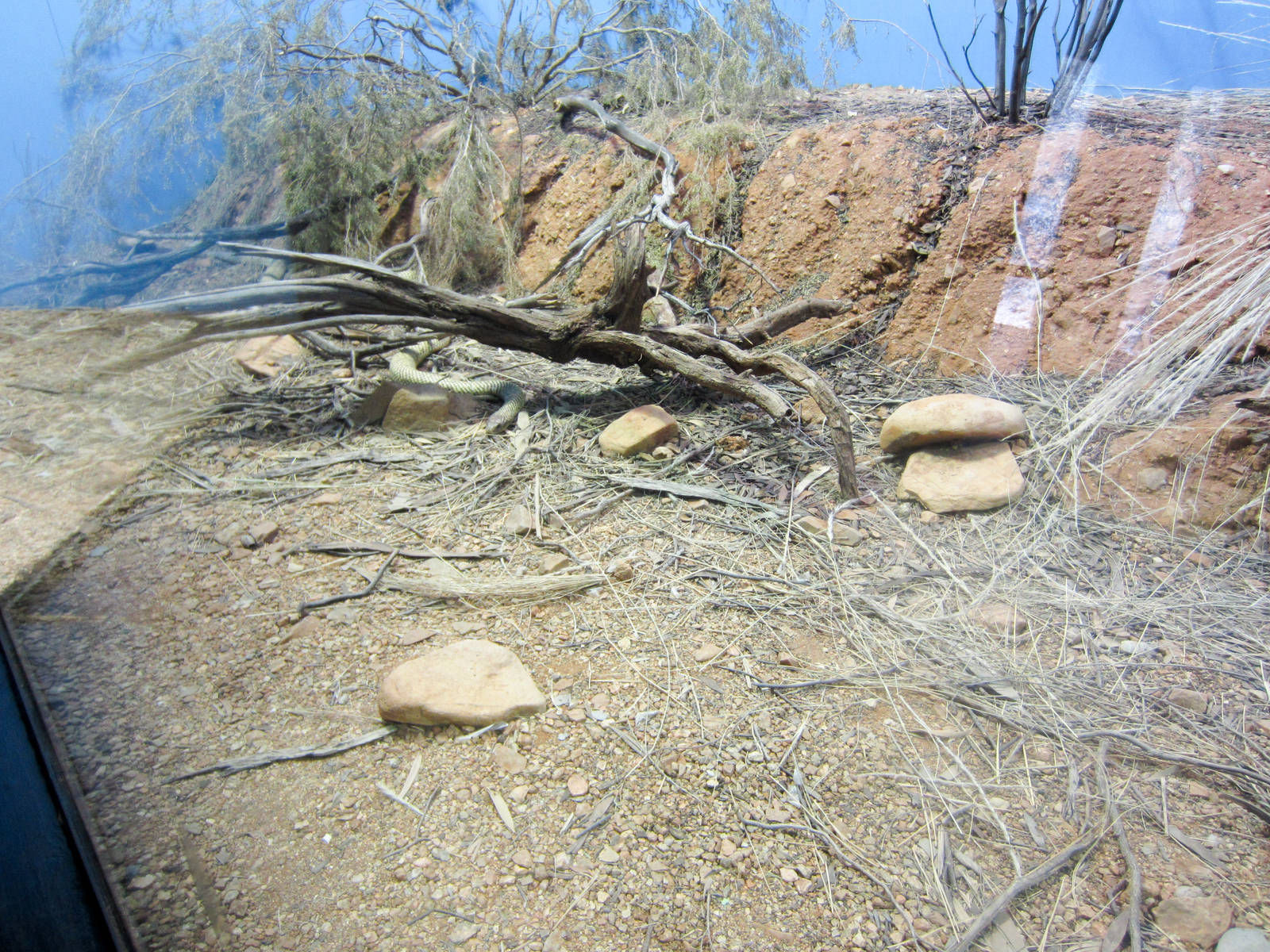 Mulga Snake enclosure