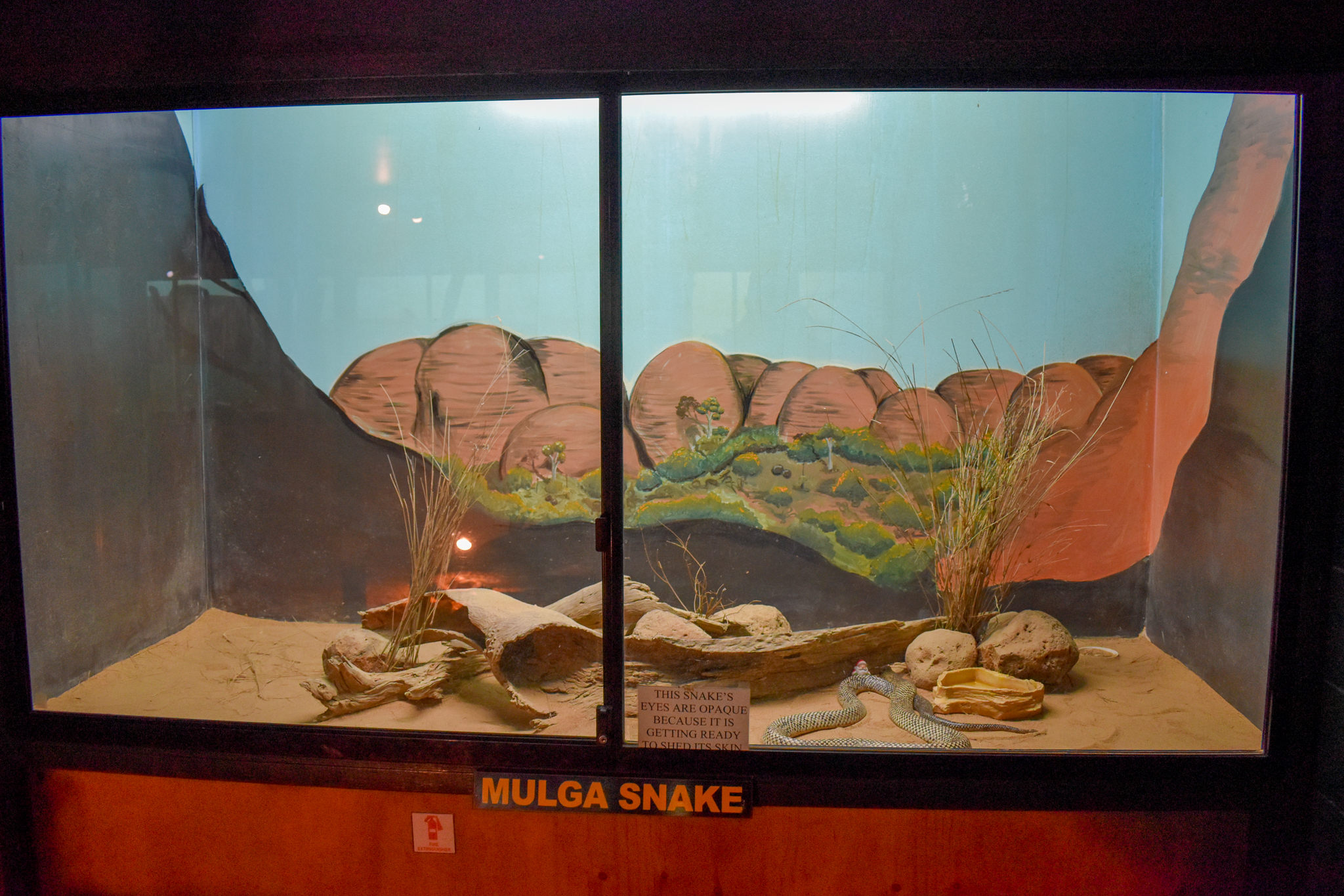 Mulga Snake Enclosure