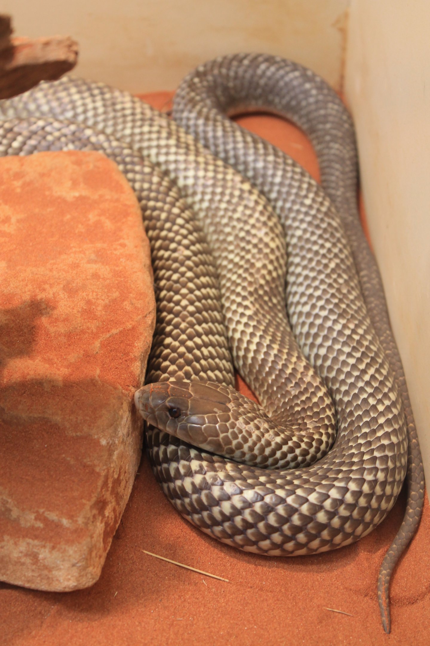 Mulga Snake / King Brown Snake (Pseudechis australis)