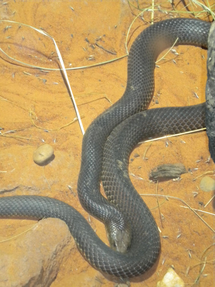 Mulga Snake
