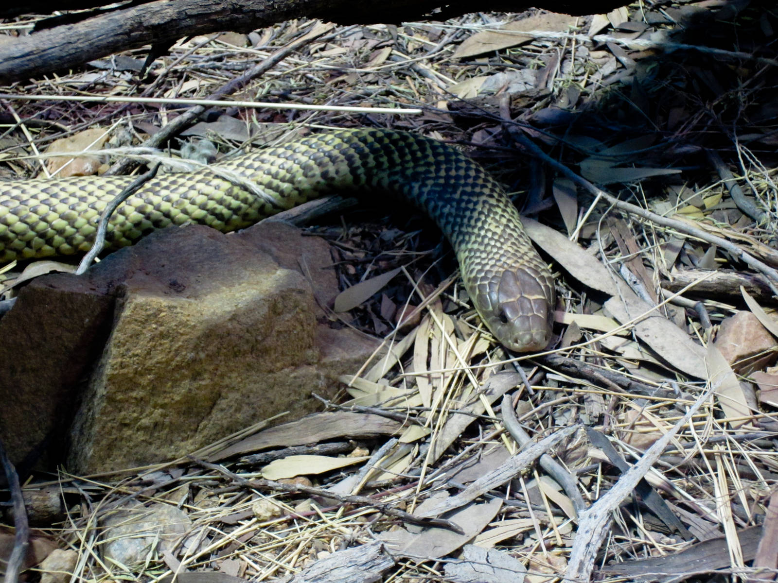 Mulga Snake