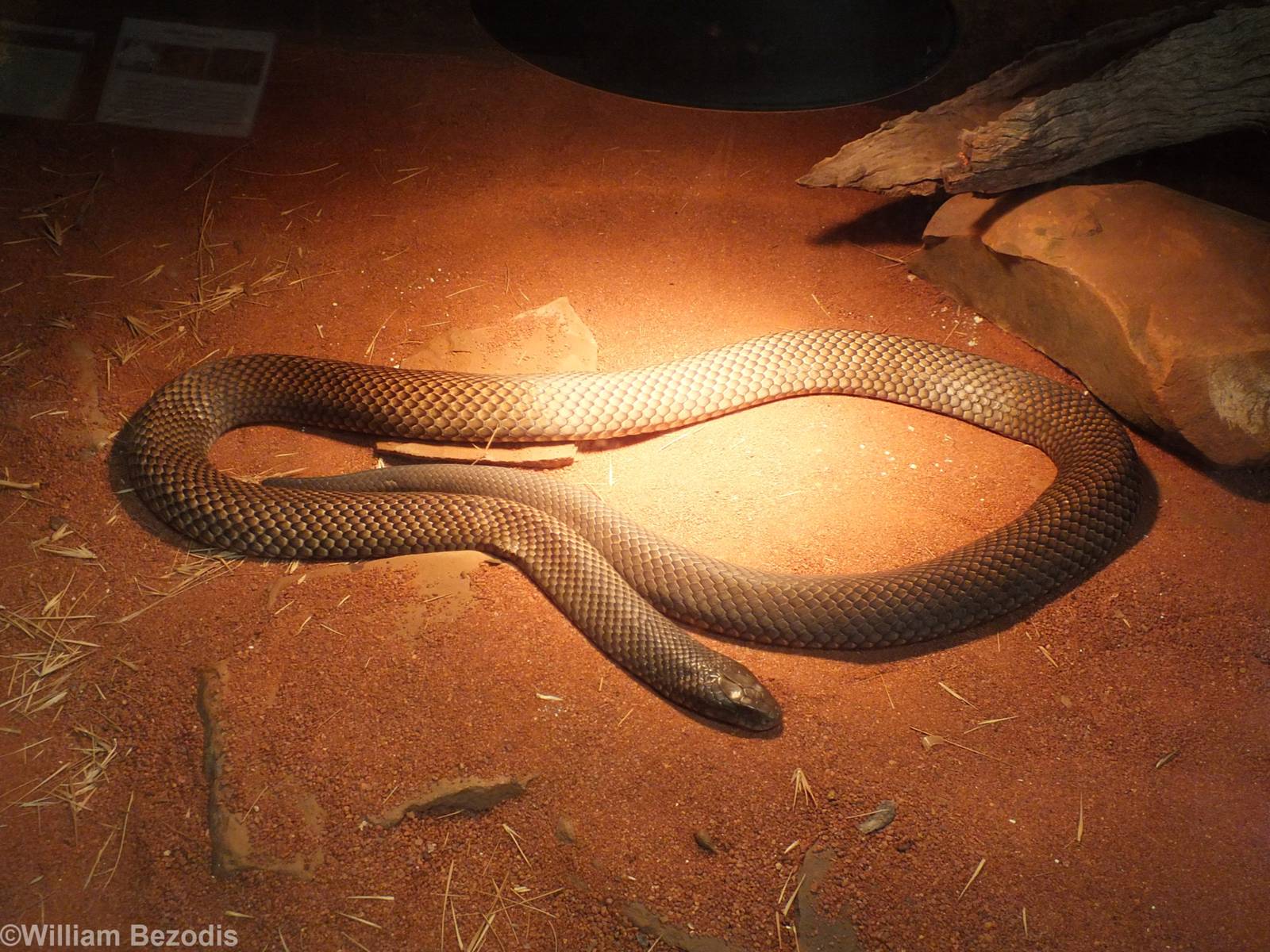 Mulga Snake