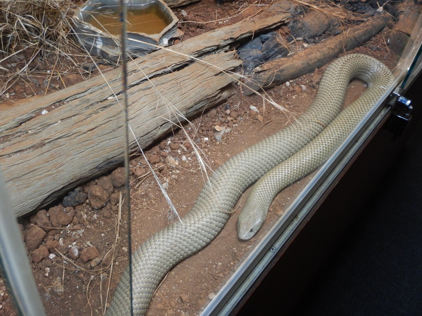 Mulga Snake