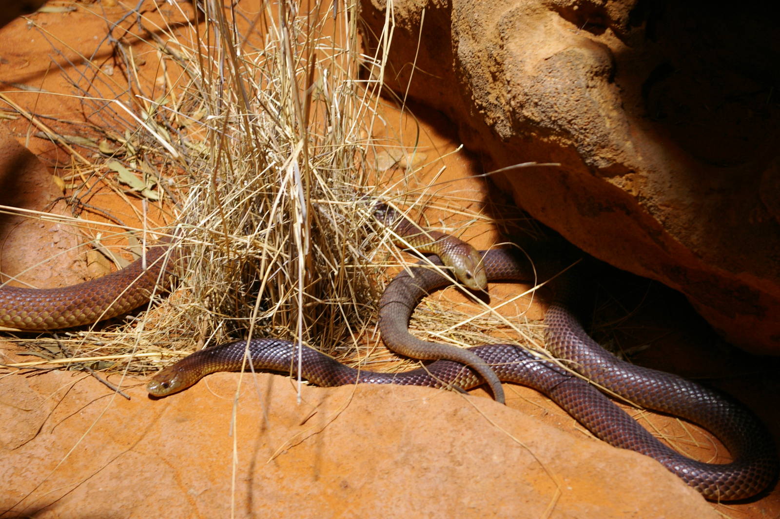 mulga snakes (Pseudechis australis)