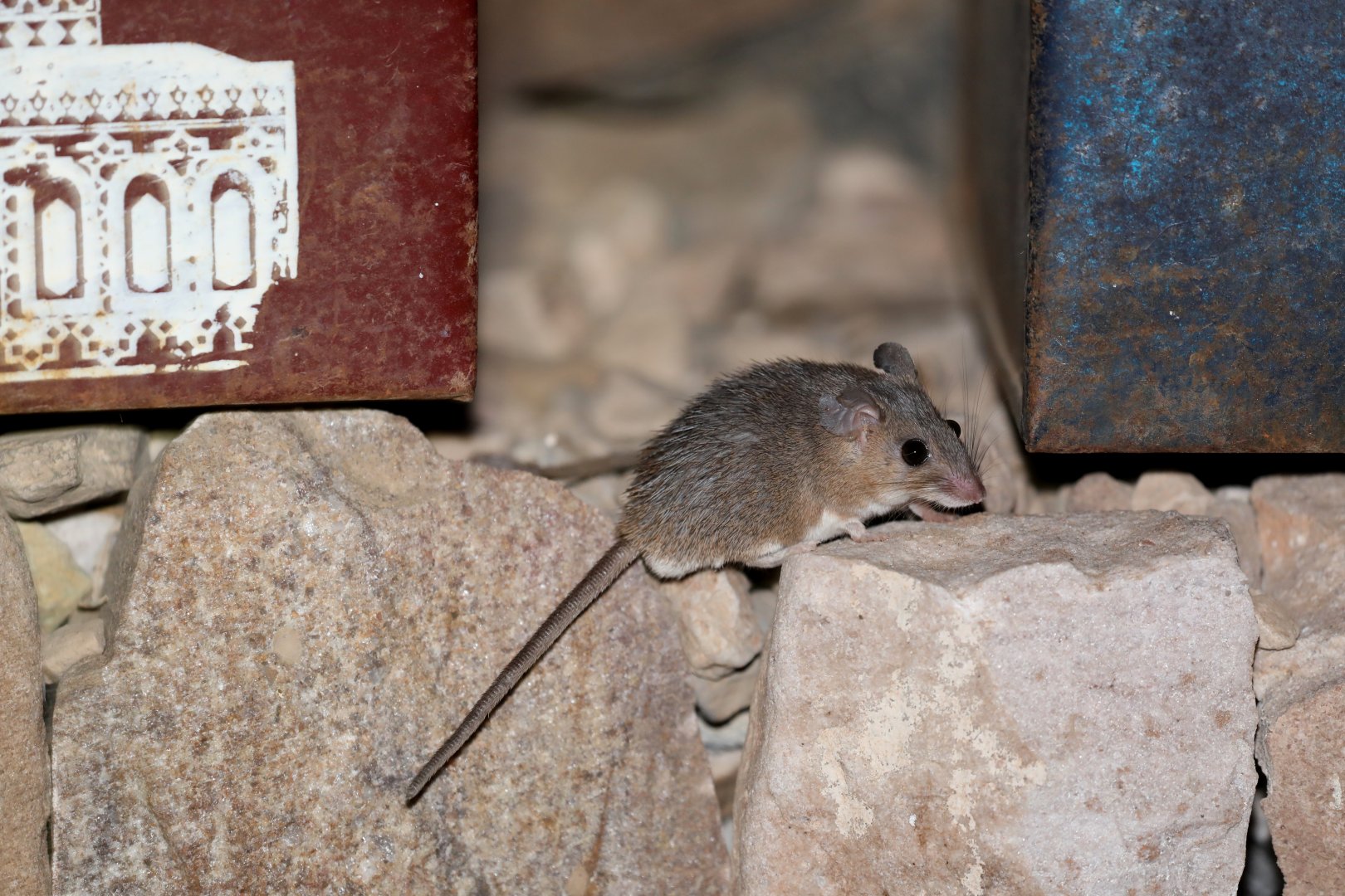 Mullah Spiny Mouse (Acomys mullah)