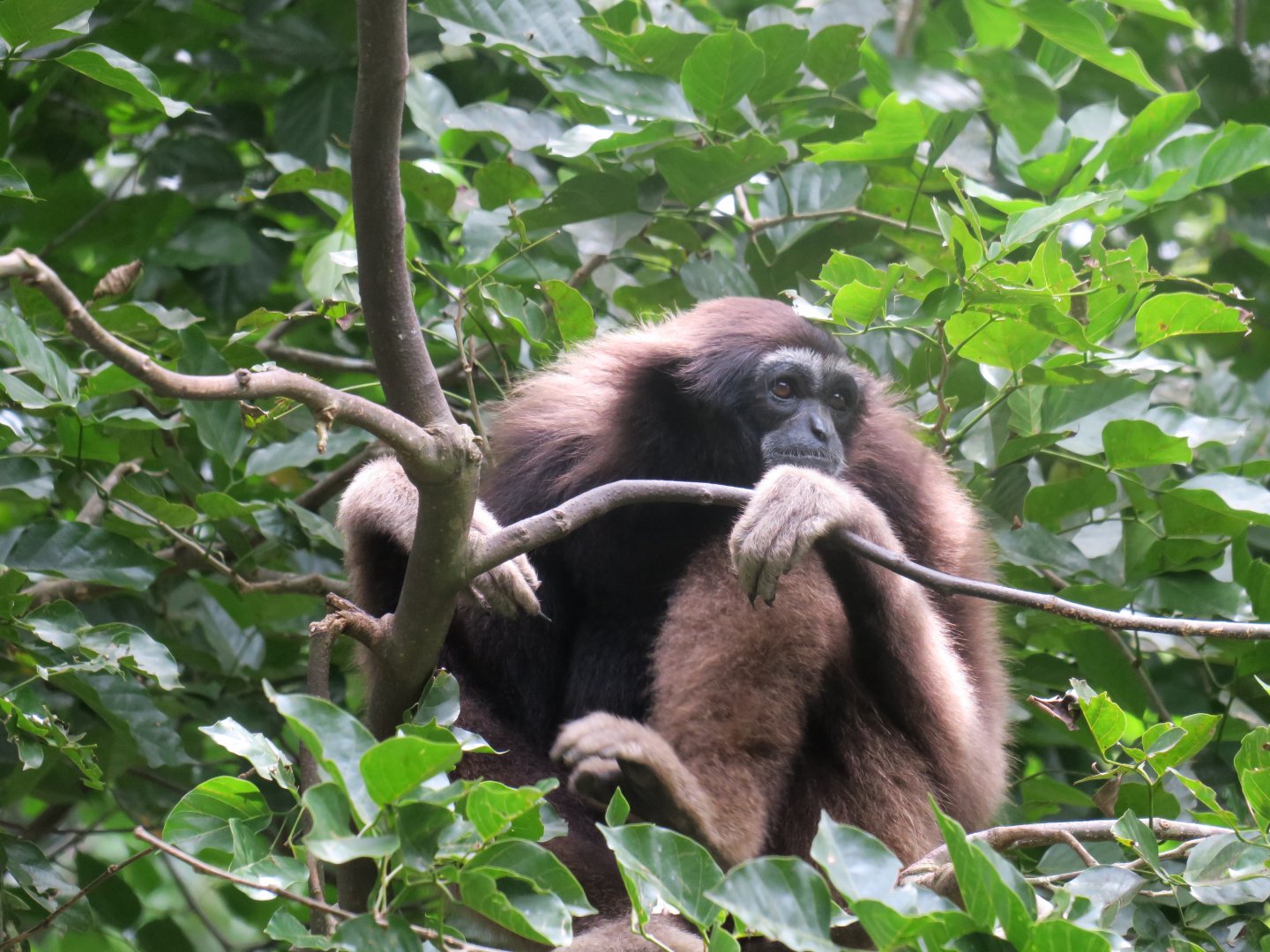 Müller's Bornean gibbon