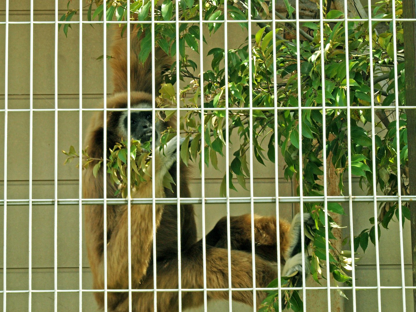 Mūller’s Bornean gibbon