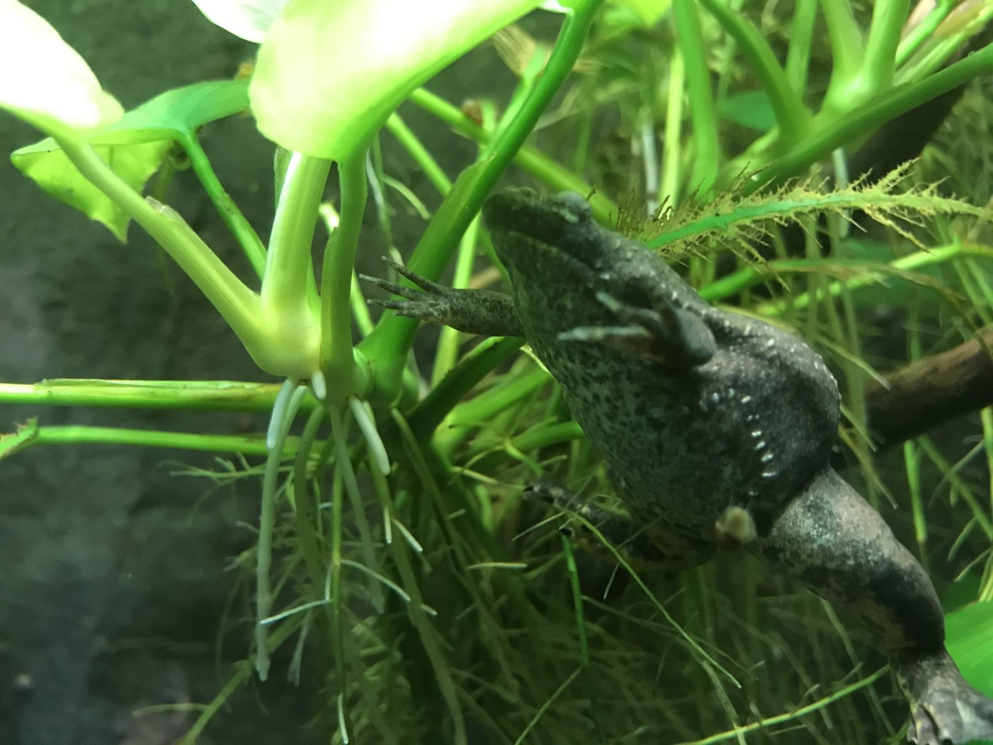 Müller's Clawed Frog