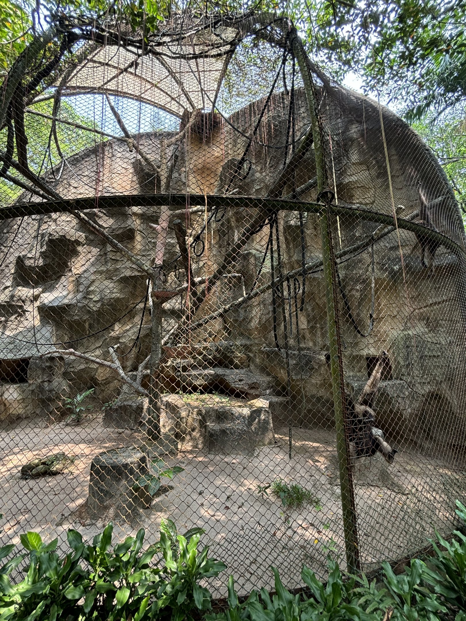 Muller’s Gibbon Exhibit #3